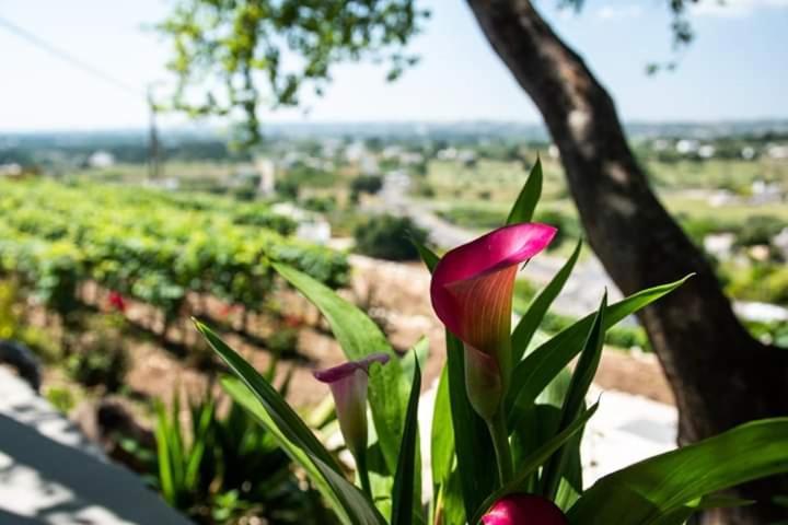 Belvedere Locorotondo Εξωτερικό φωτογραφία